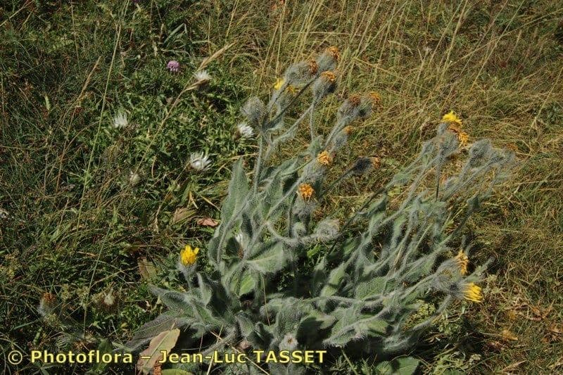 Hieracium 7