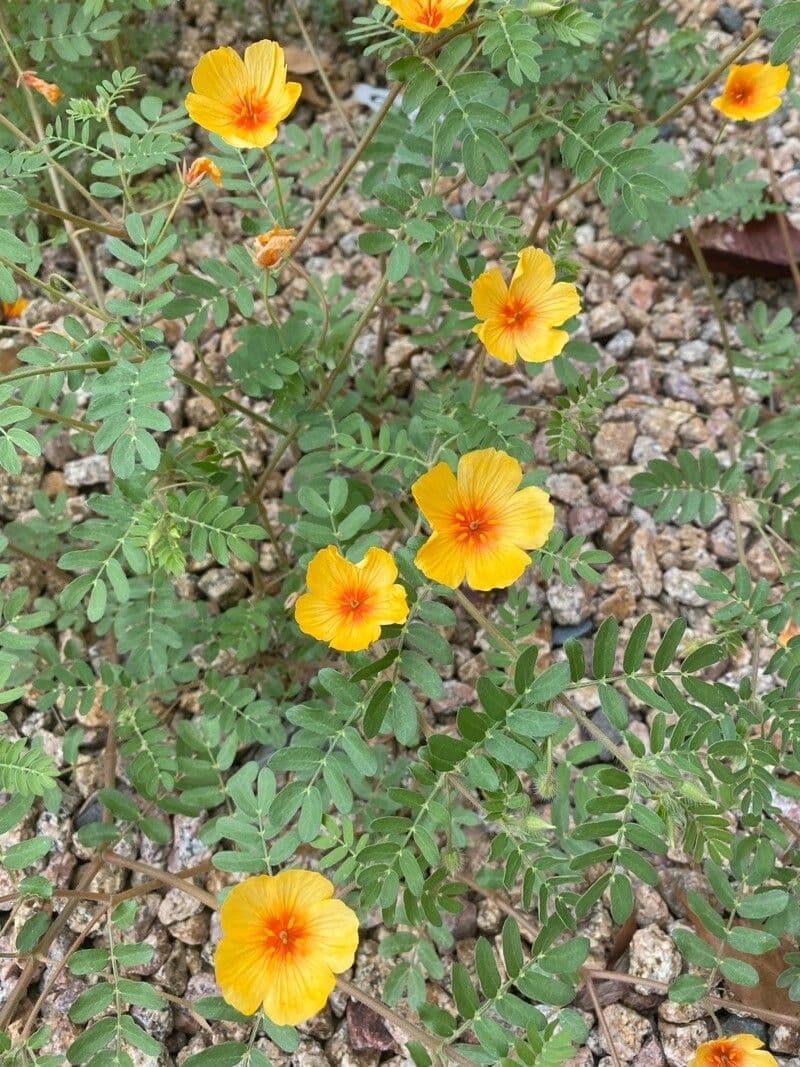 Papavero dell'Arizona 6