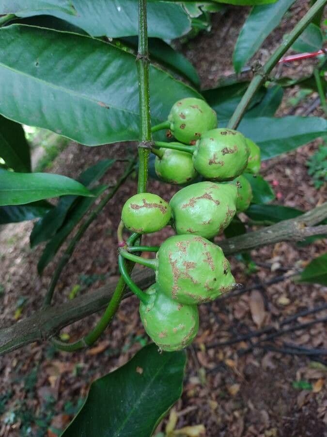 Garcinia cochinchinensis 2