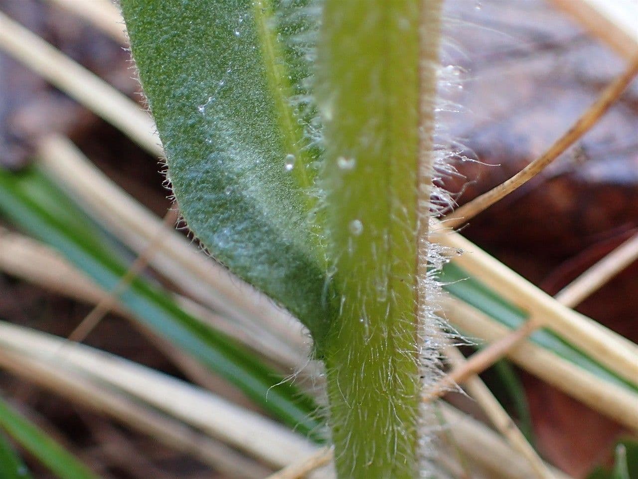 Polmonaria montana 24