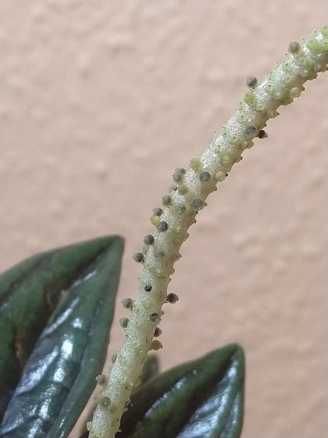 Peperomia 2