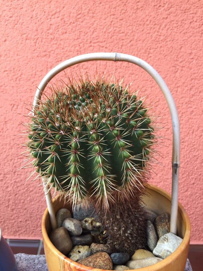 Parodia