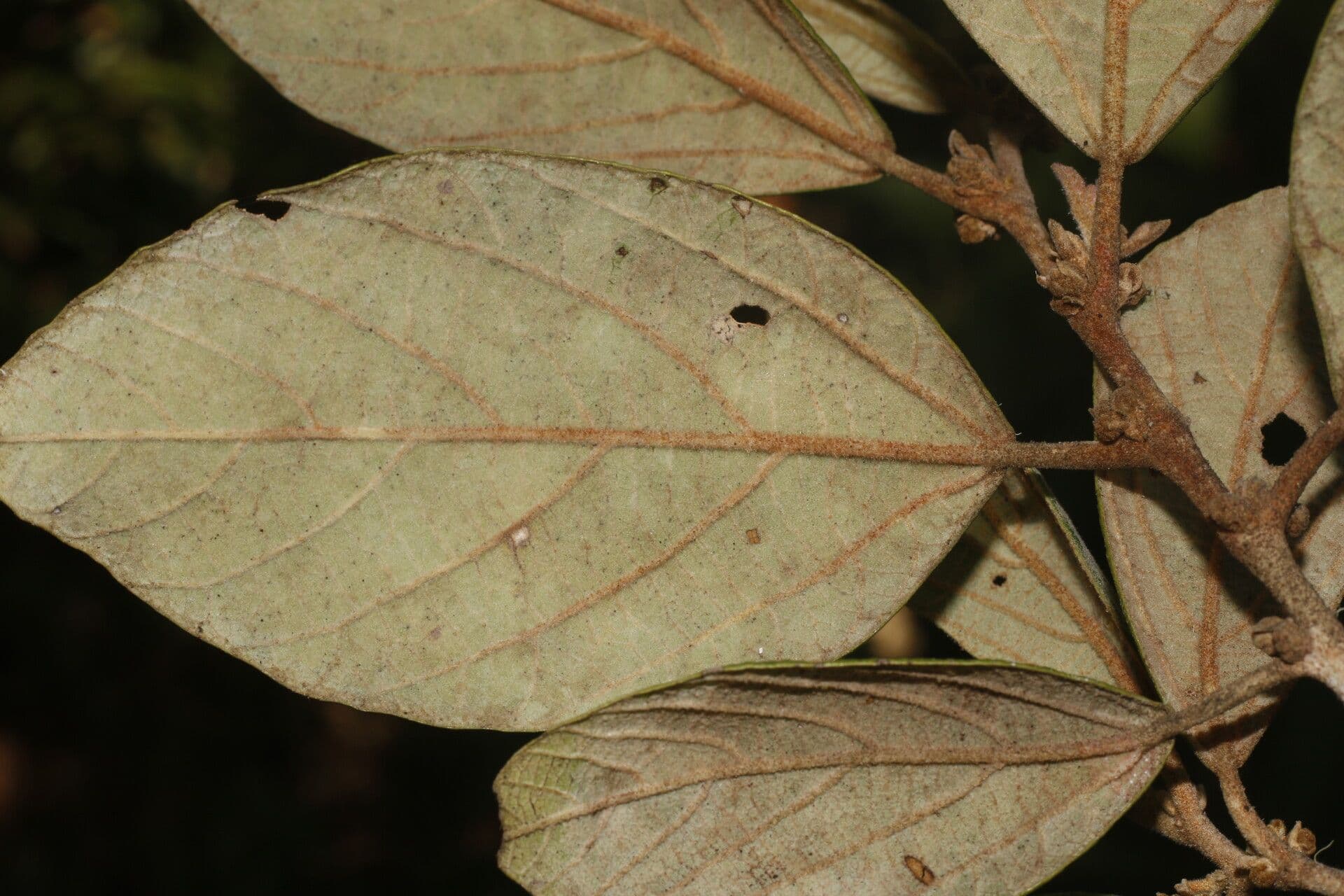 Molinadendron 14