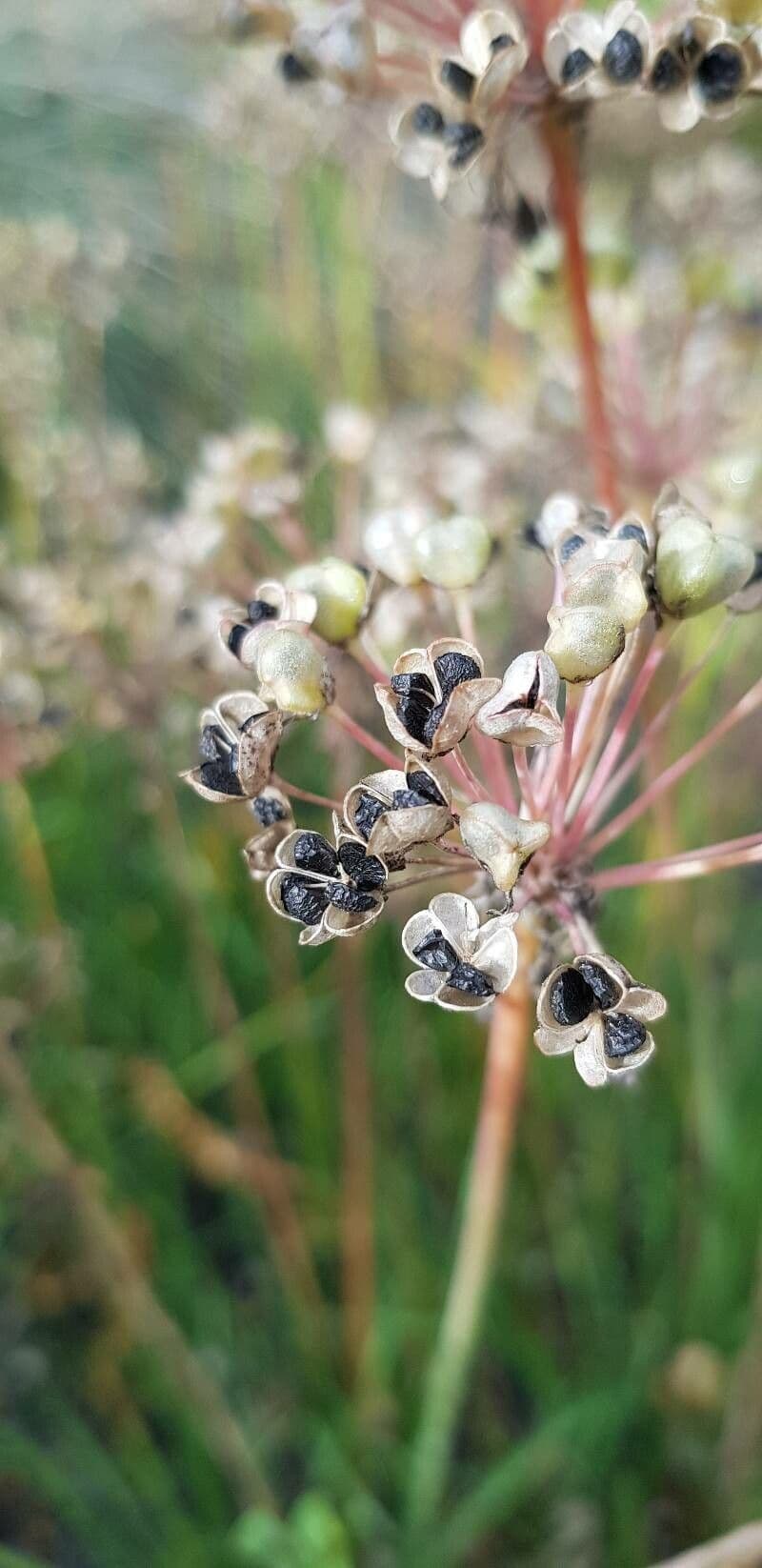 Schnittknoblauch 5