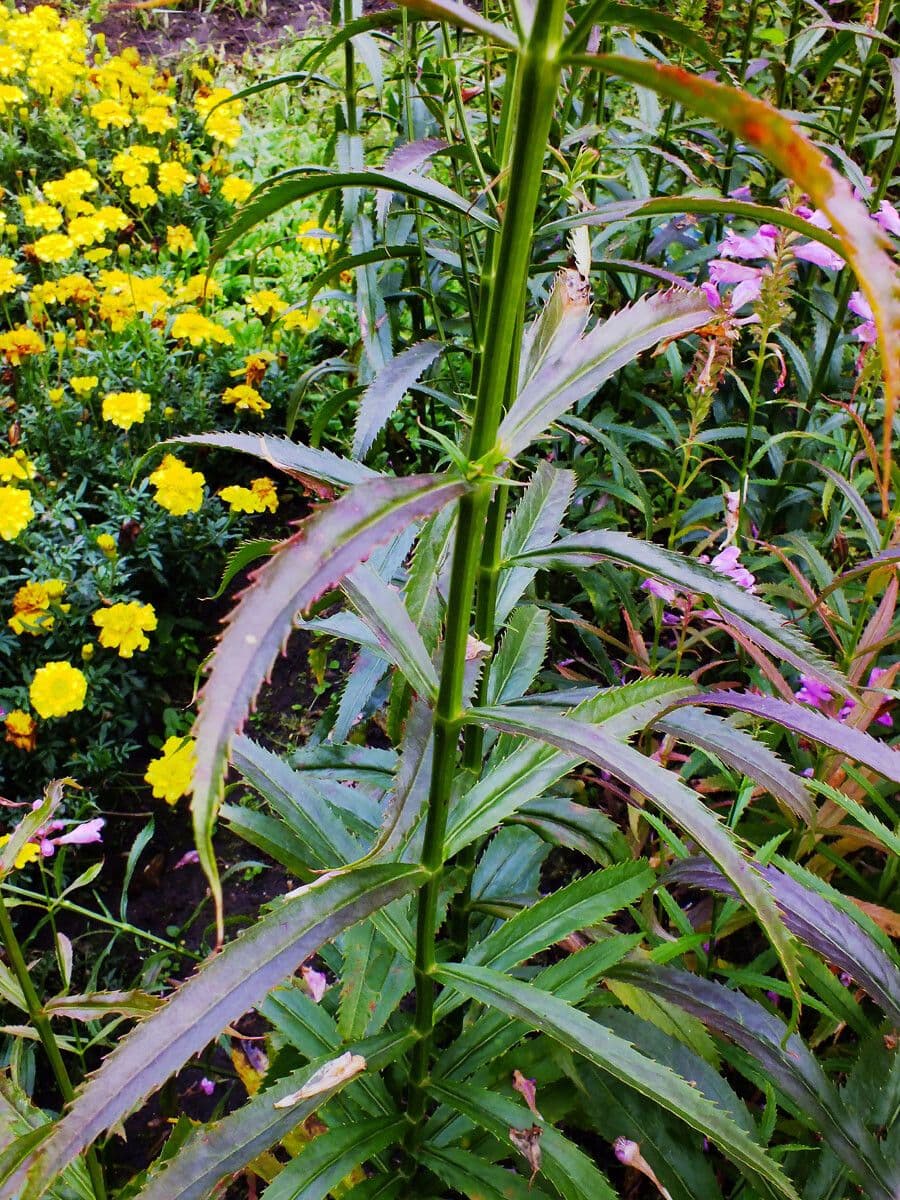 Physostegia virginiana 20