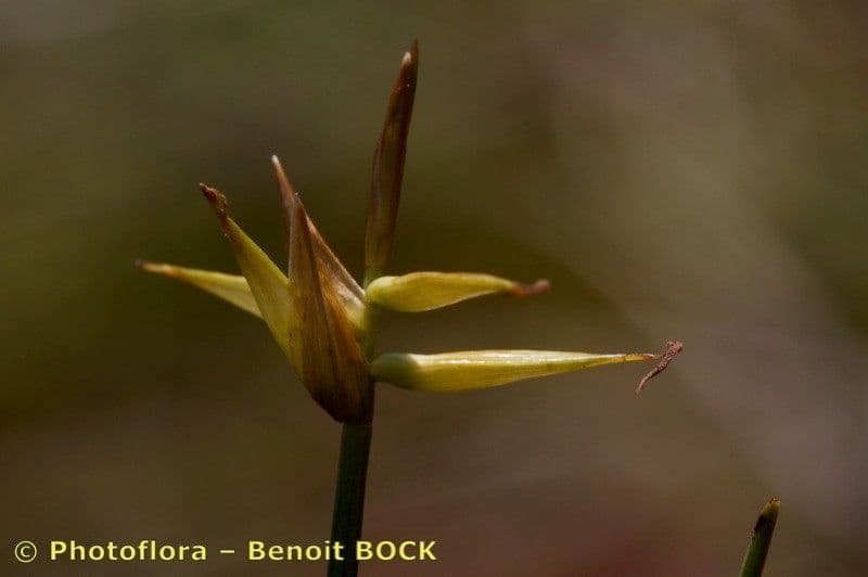 Carice pauciflora 3