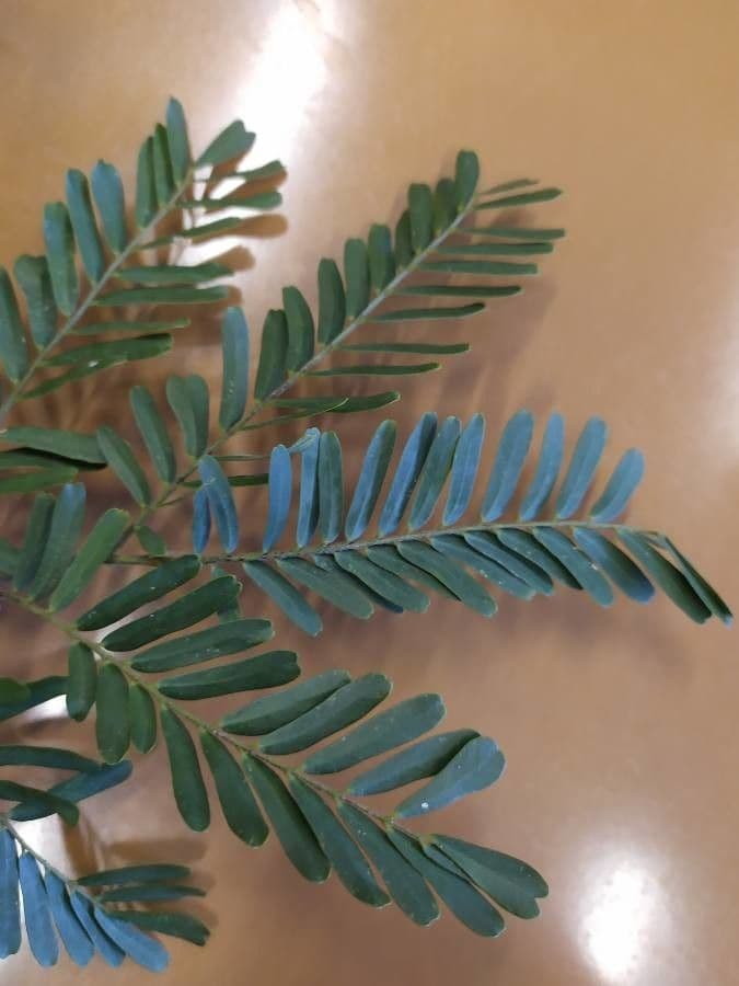 Machaerium spinoso 13