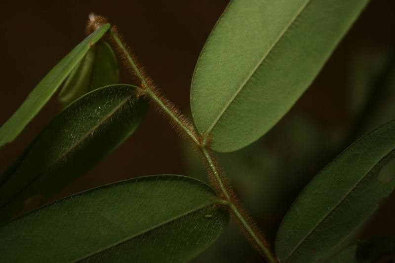 Xylopia 11
