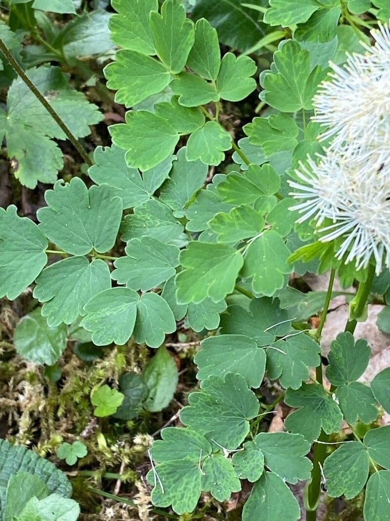 Akeleiblättrige Wiesenraute 17