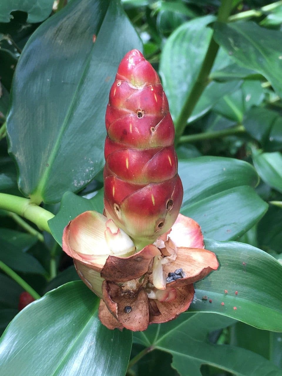 Costus 2