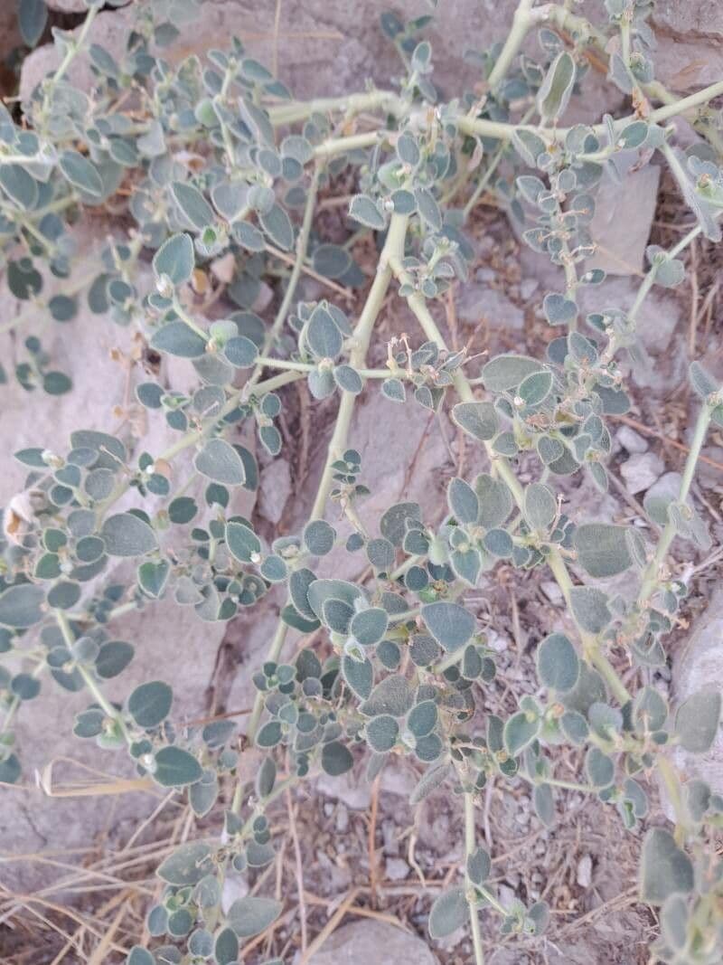 Petiolate Spurge 9