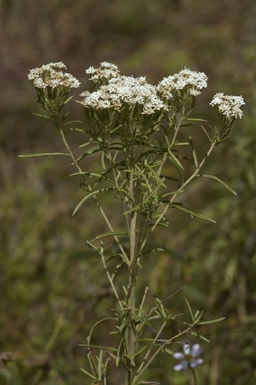 Stevia 7