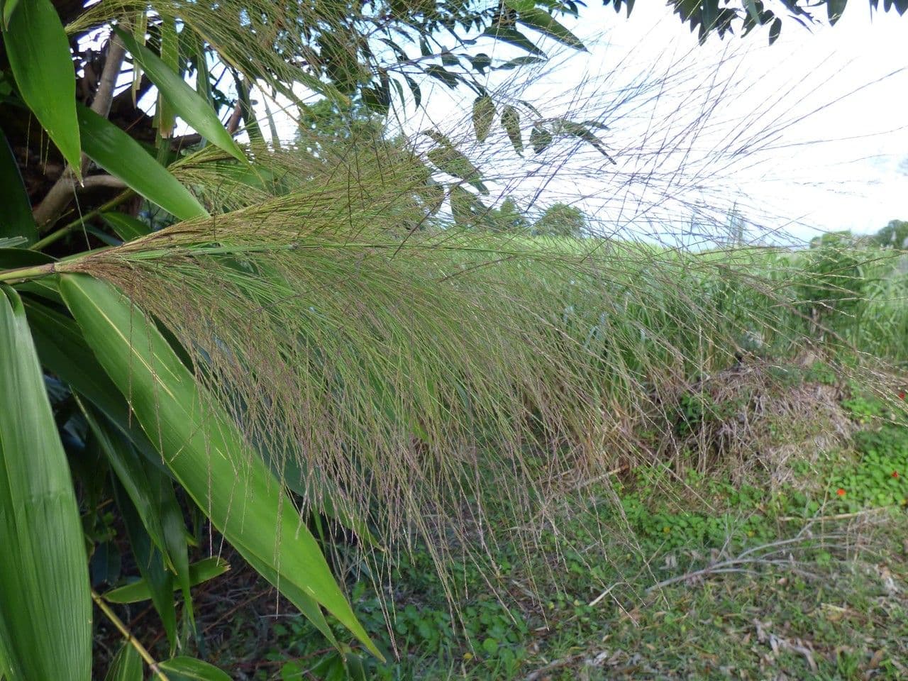 Erba tigre 9