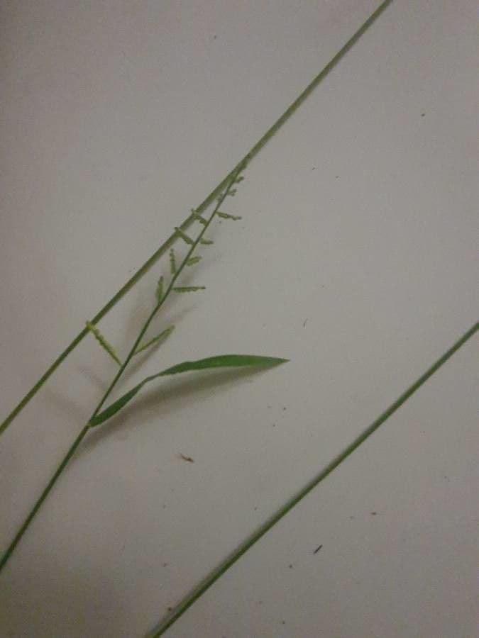 Moorochloa eruciformis 2