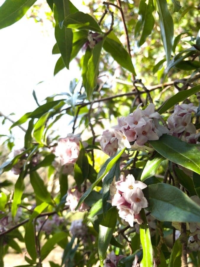 Daphne 8