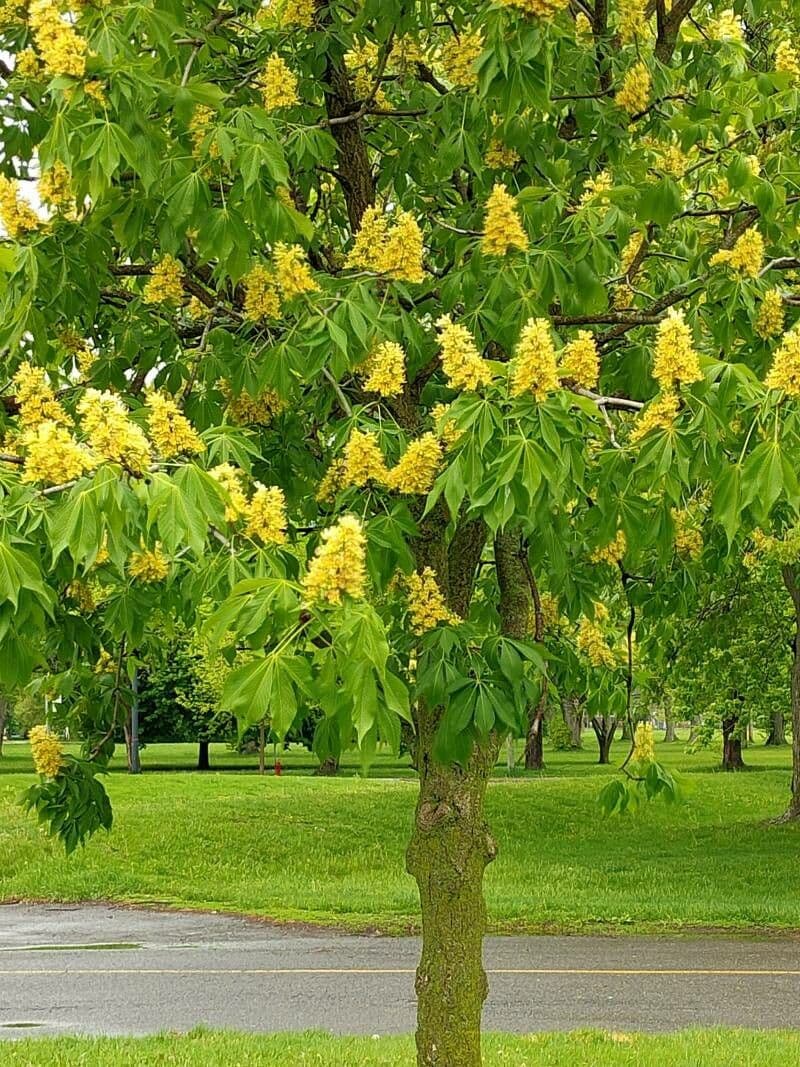 Ippocastano dell'Ohio 9