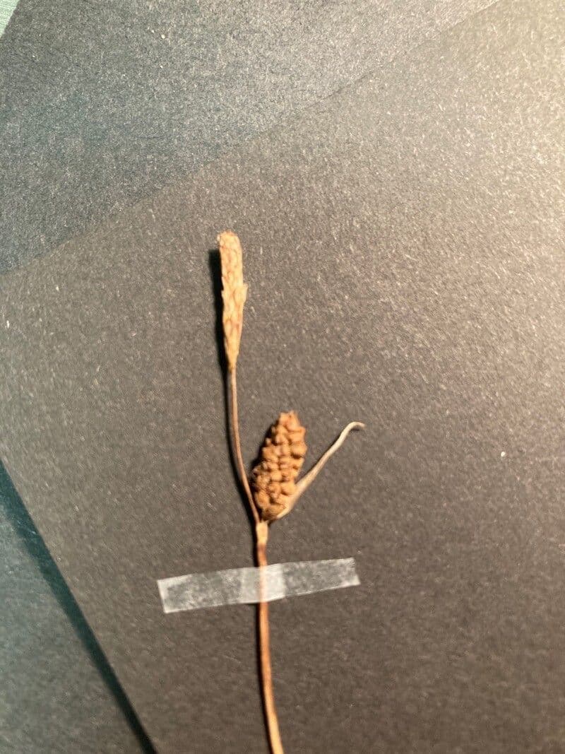 Carex mucronata 6