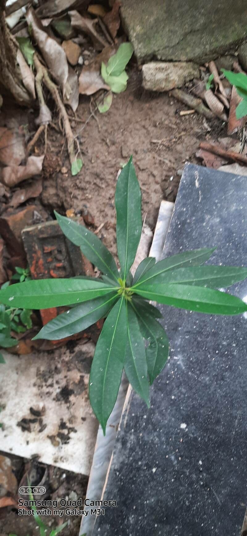 Warburgia 5