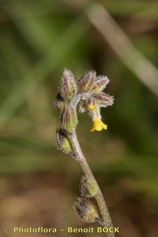 Myosotis 13