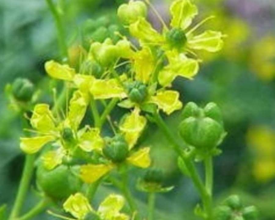 Angostura