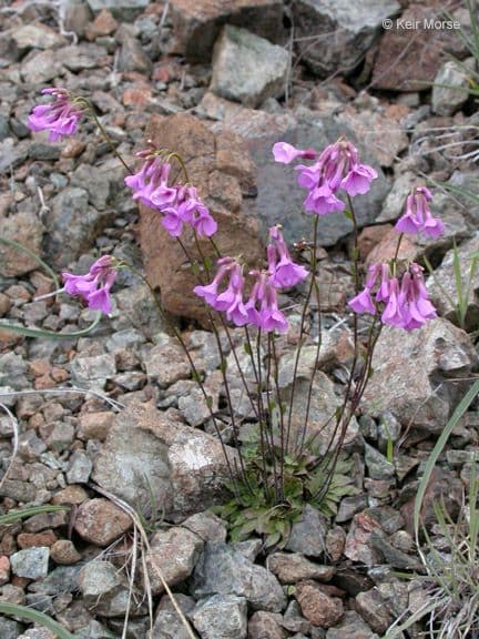 Arabis 3