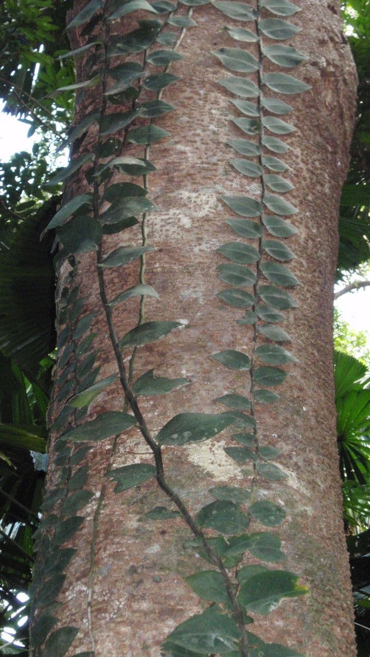 Rhaphidophora 3