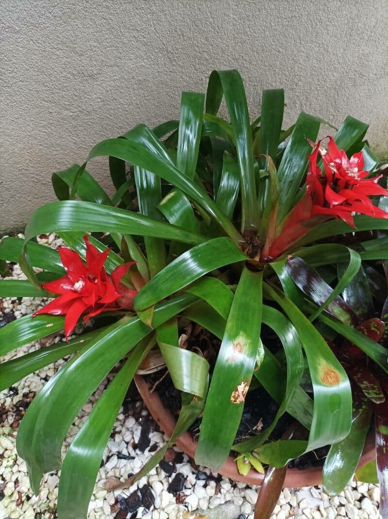 Guzmania lingulata 12