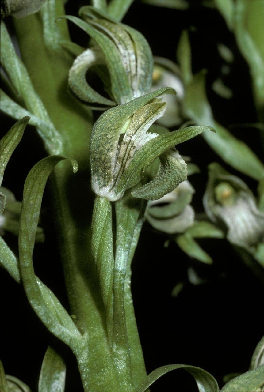 Chloraea 2