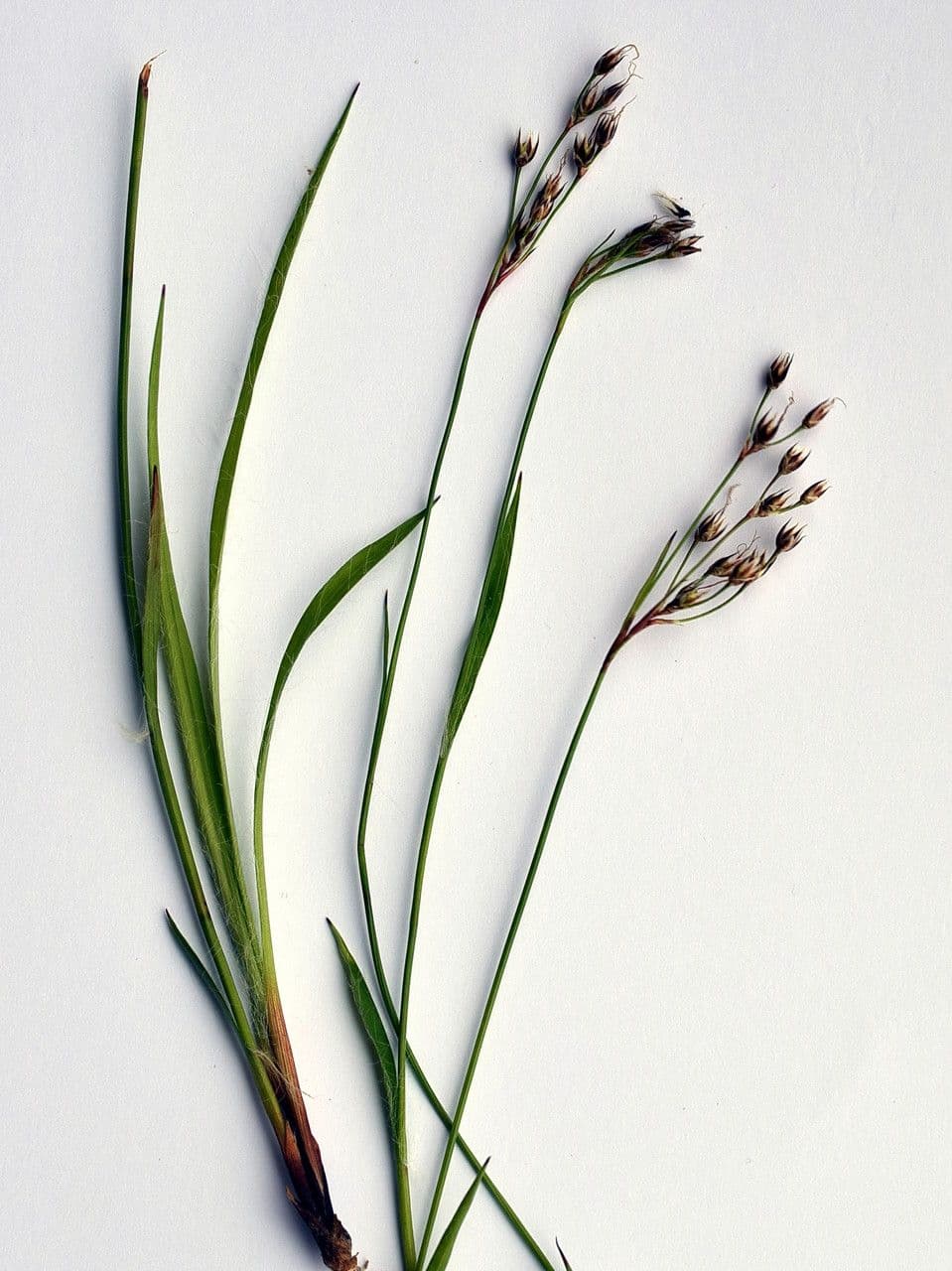 Kosmatka Forstera 21
