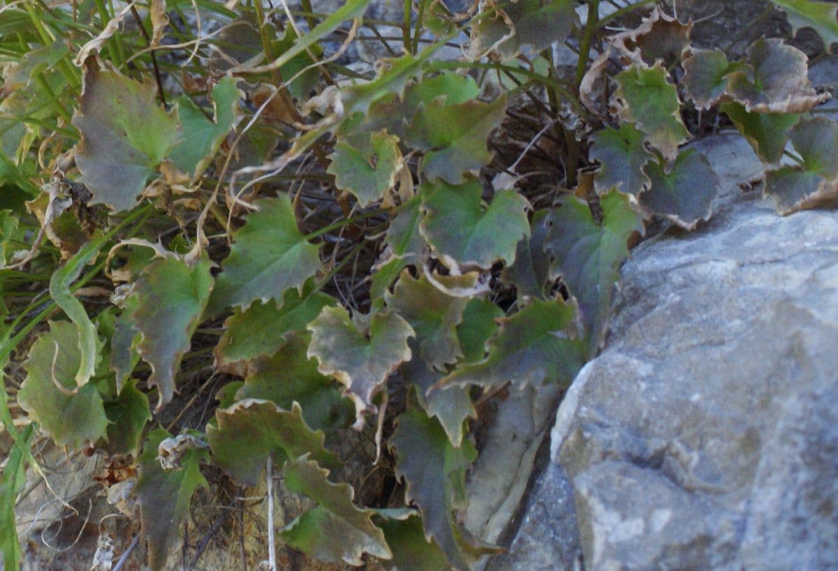 Campanula di Charmel 14