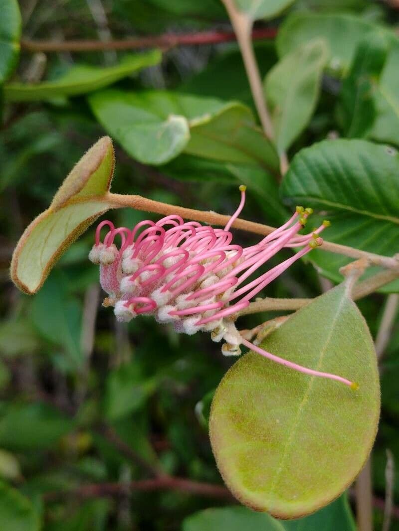 Grevillea 2