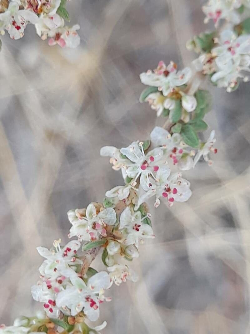 Pteropyrum 4