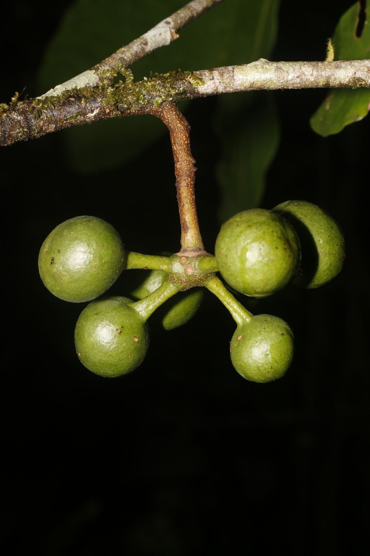Unonopsis 3