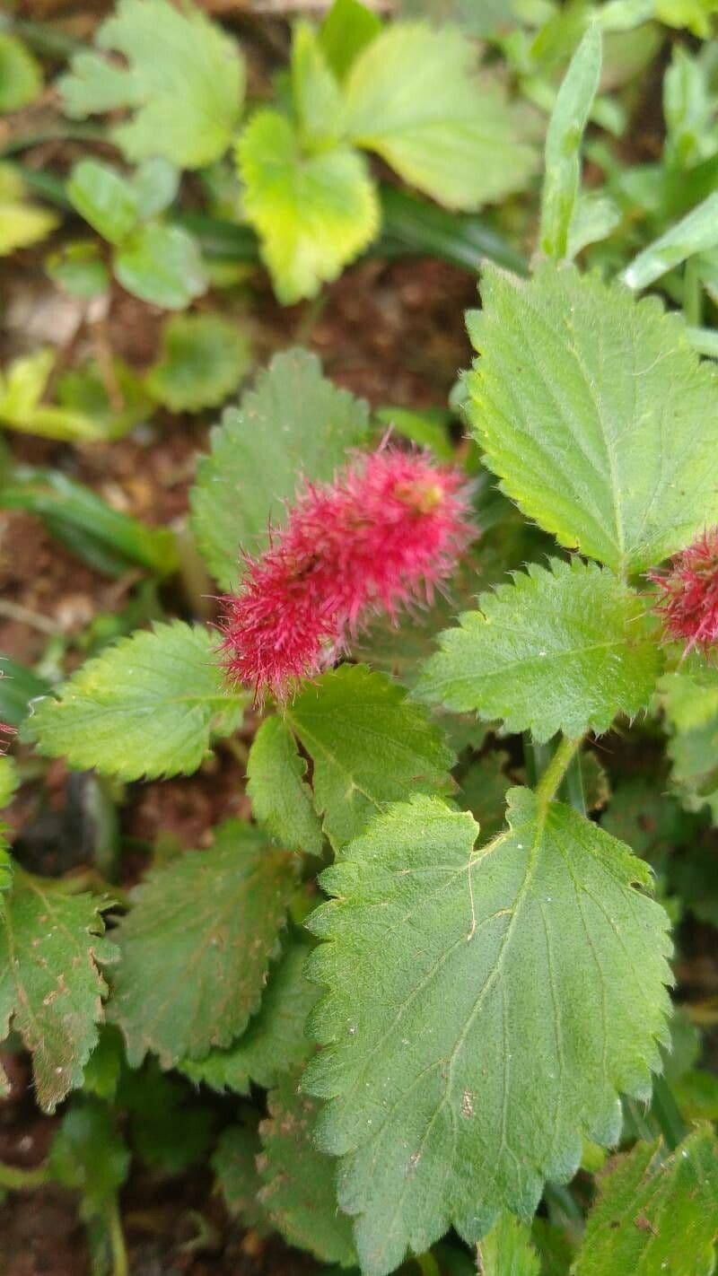 Acalypha 6