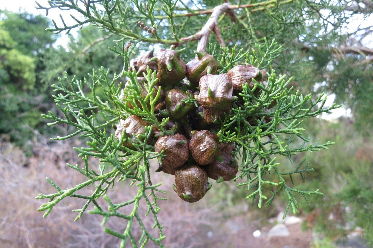 Widdringtonia 2