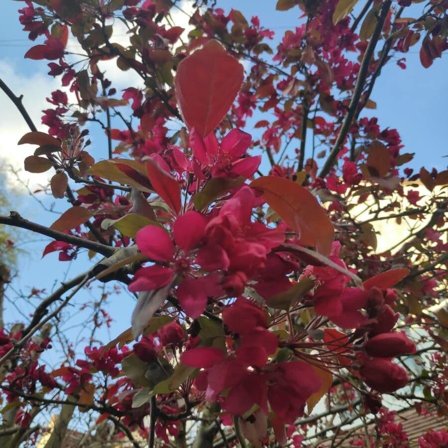 Melo da fiore del Giappone 10