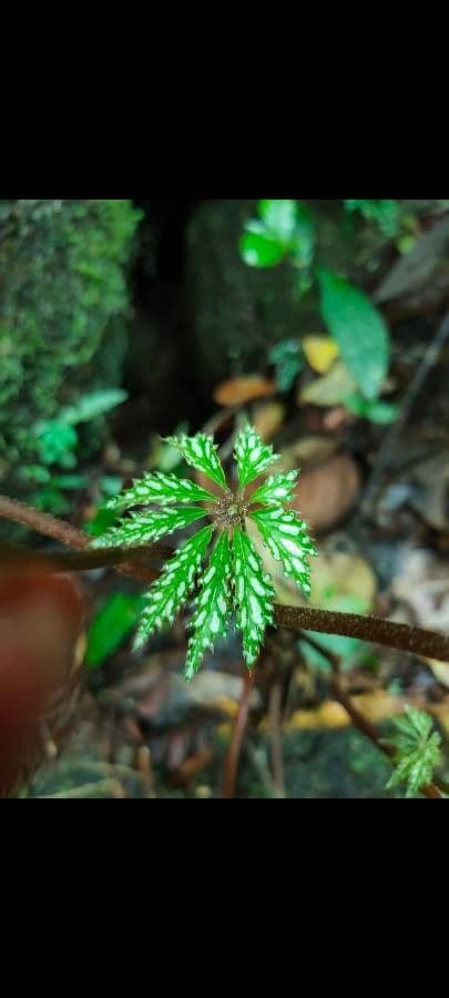 Begonia 3
