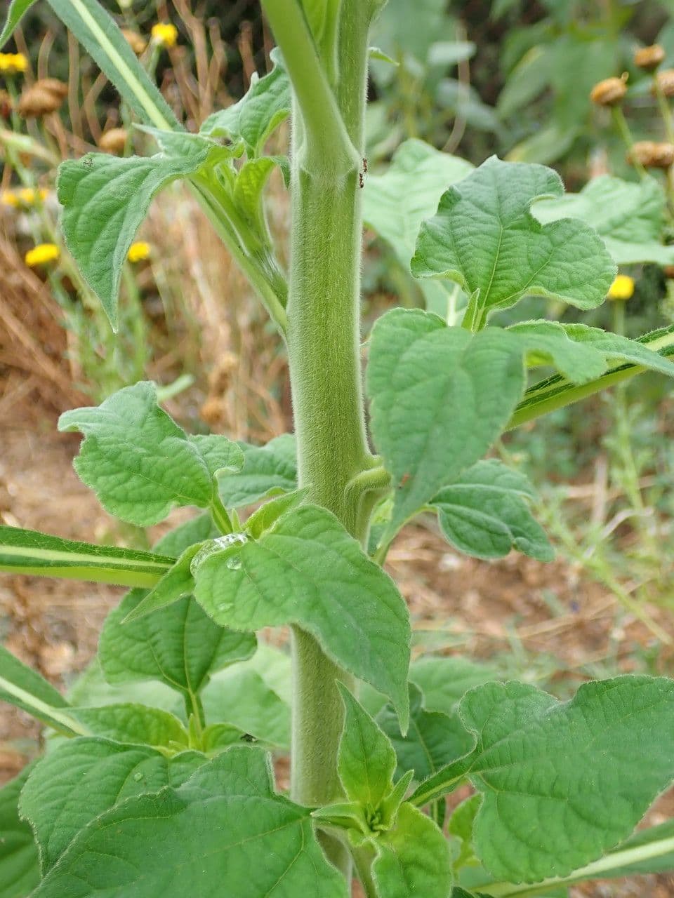 Tithonia rotundifolia 22
