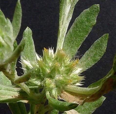 Bambagia spatolata 2