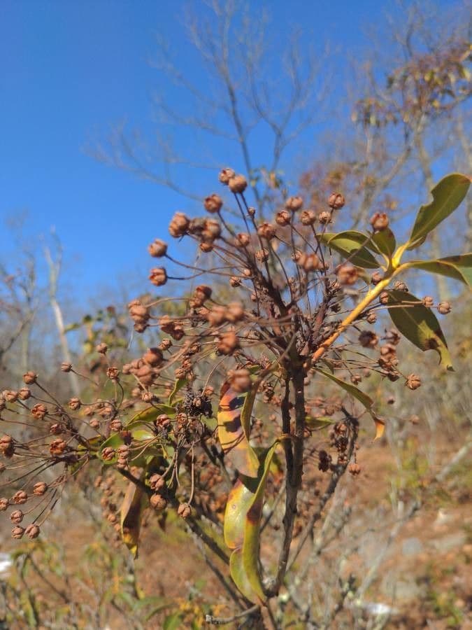 Kalmia szerokolistna 5