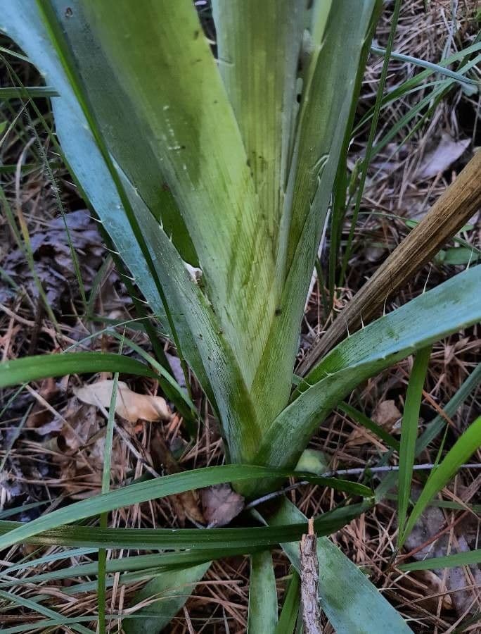 Yucca-Mannstreu 22