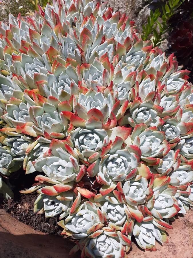Dudleya mączysta 3
