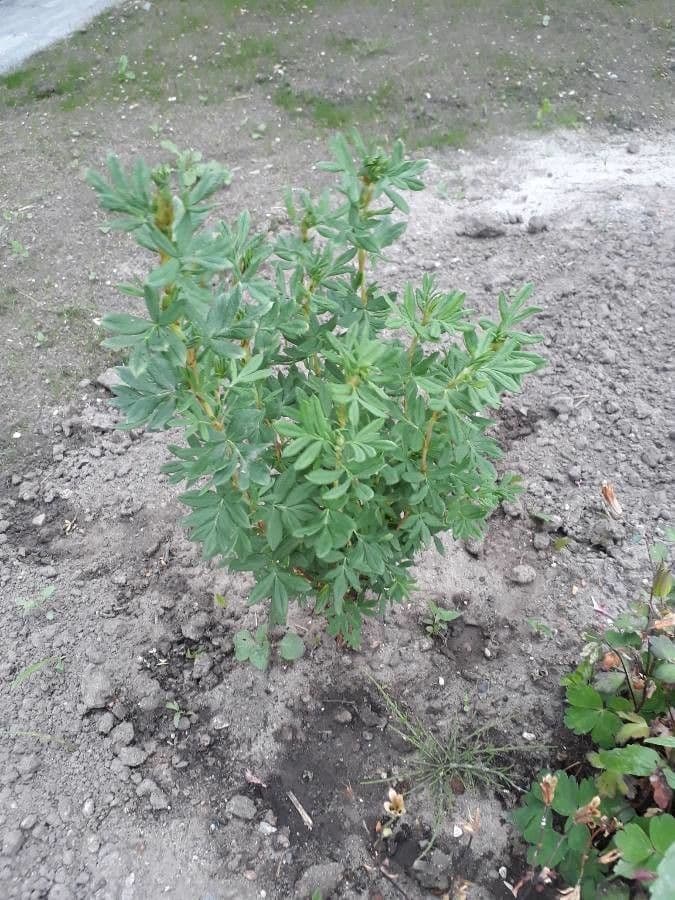 Potentilla valderiana 13