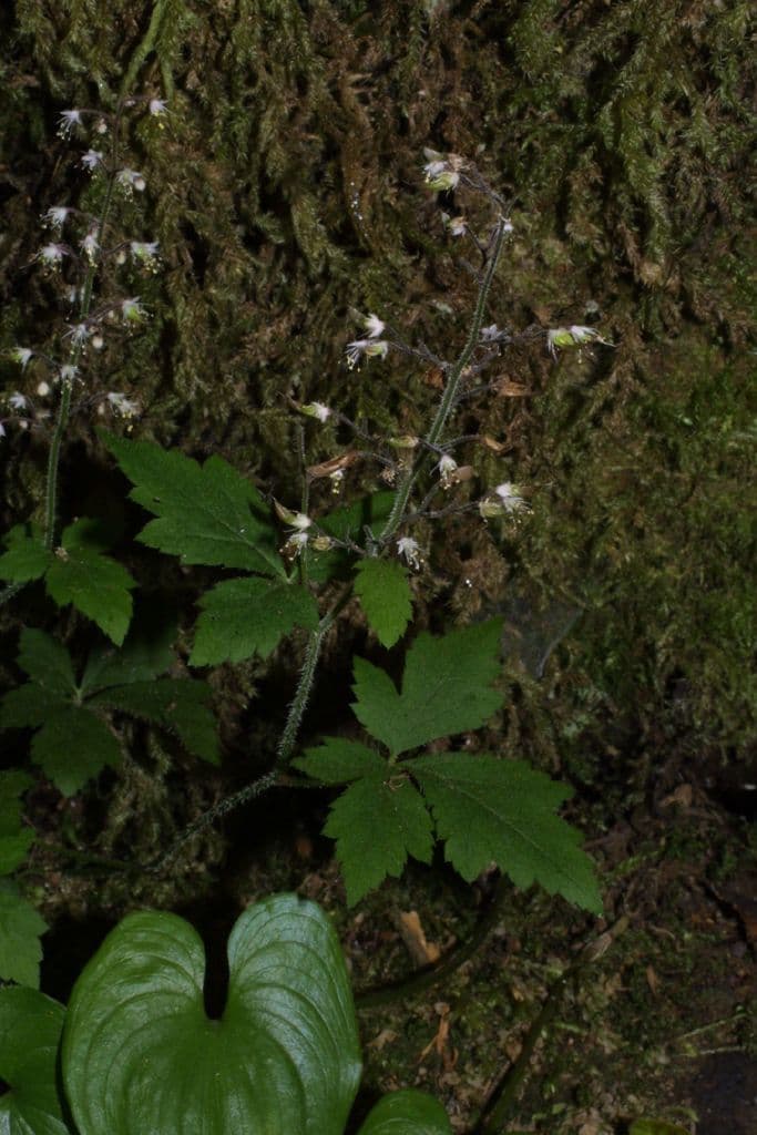 Tiarella trifoliata 8