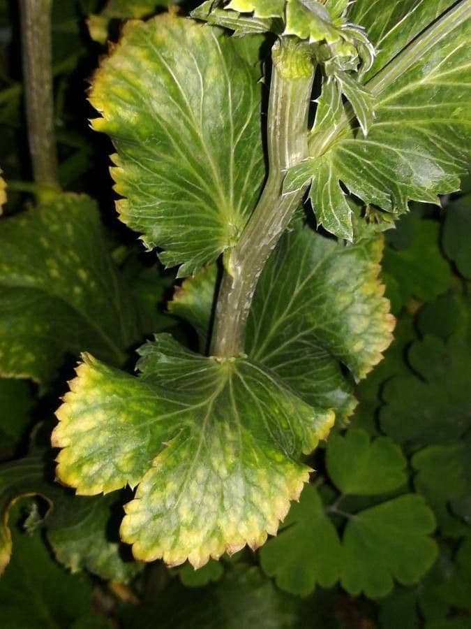 Edeldistel 19