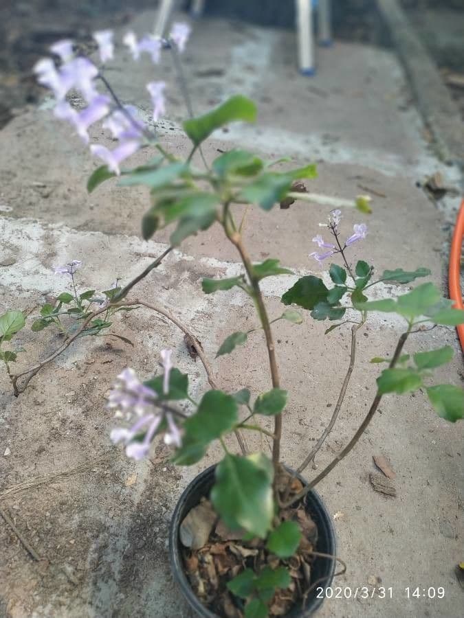 Plectranthus 7
