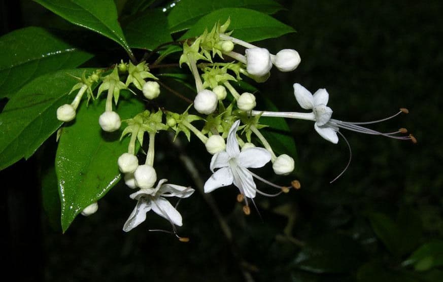 Volkameria ligustrina 7
