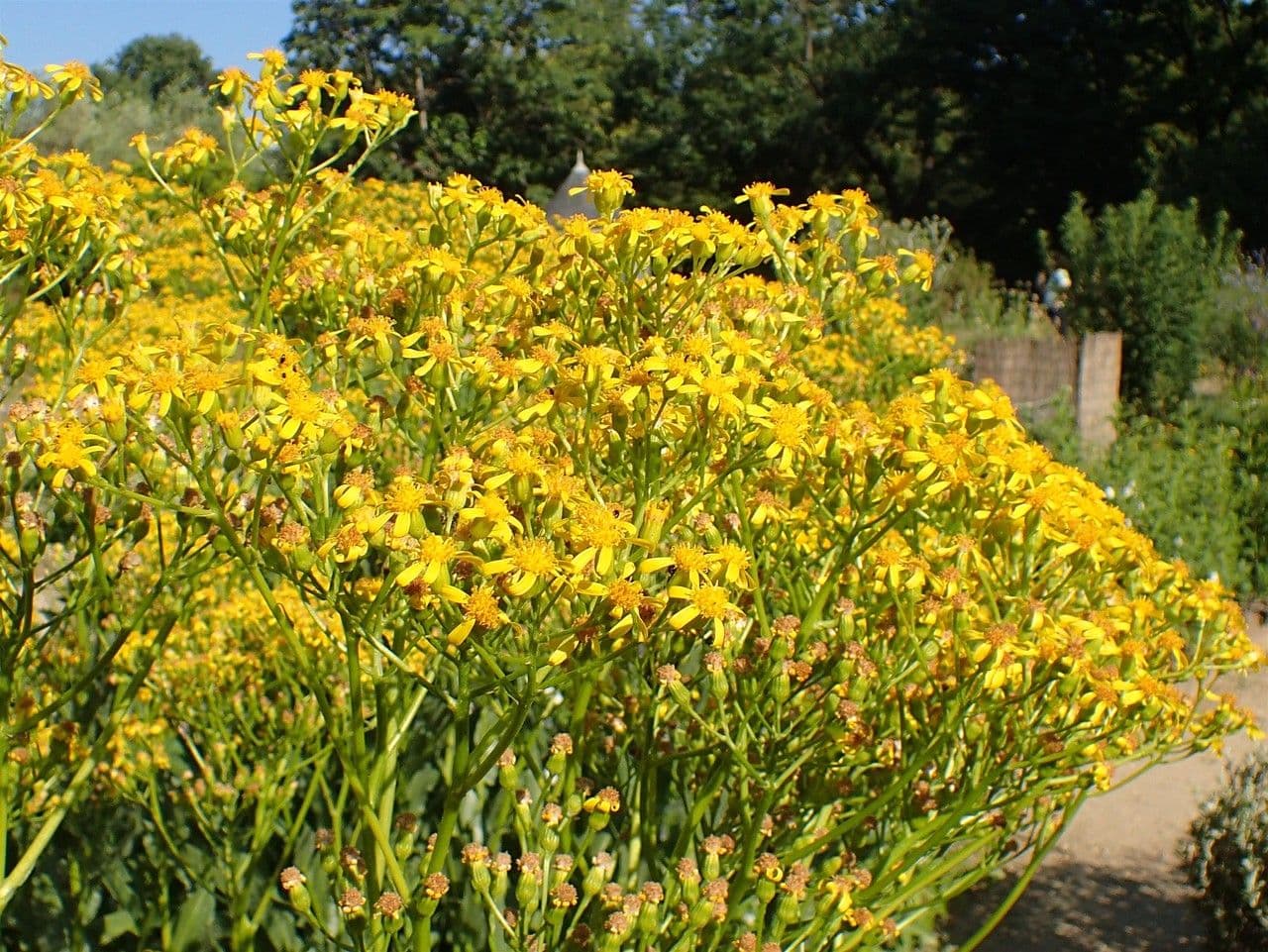 Senecio 6
