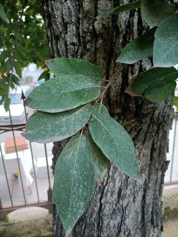 Quercia bianca polymorpha 7