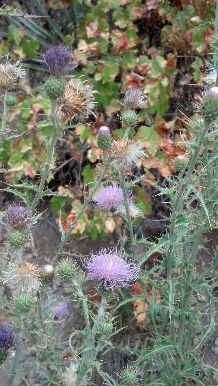 Cardo del Mojave 3